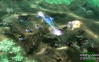 Command & Conquer 3: Tiberium Wars, cc3twx360scrnscrintriblswm.jpg
