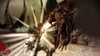 Dragon Age: Origins, sloth_mage_fight_005_bmp_jpgcopy.jpg