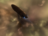 EVE Online: Red Moon Rising, amarr_freighter.jpg