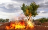 Far Cry 2, fcry2_pc_tree_on_fire_01.jpg