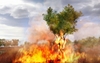 Far Cry 2, fcry2_pc_tree_on_fire_02.jpg