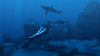 Tomb Raider: Underworld, underwater_sharks.jpg