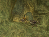 EverQuest II, unearthed_21.jpg