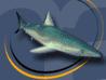 sharky logo